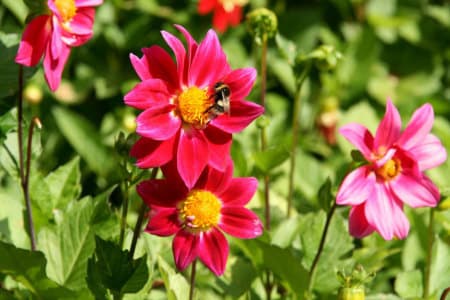 1 frasco